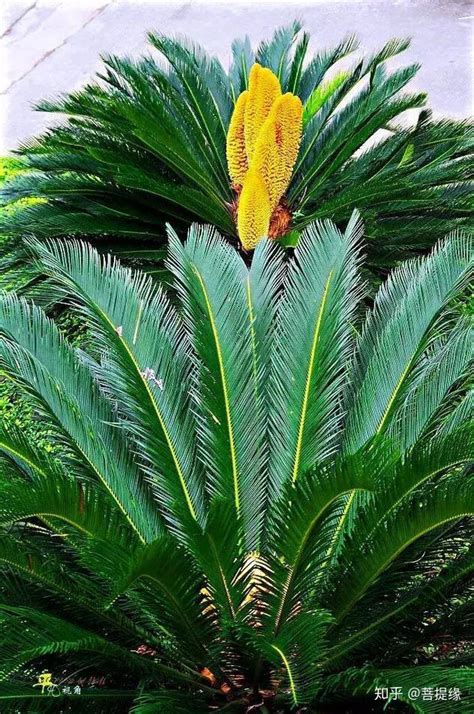 铁树开花 意味|鐵樹開花 [修訂本參考資料]